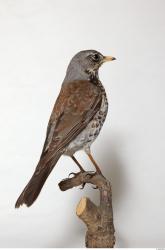 Fieldfare - Turdus pilaris